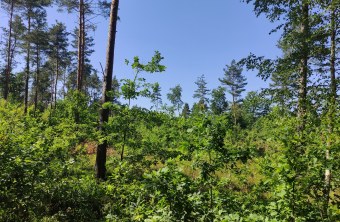 Wald bei Nittenau | © Christoph Bauer LBV