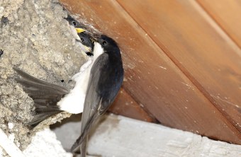 Mehlschwalbe am Nest | © Ralph Sturm