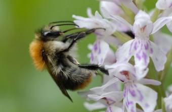 Zwei Ackerhummeln sitzen sich an einer Blume gegenüber | © Dr. Eberhard Pfeuffer