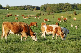 Kühe auf einer Weide. | © Adobe.Stock