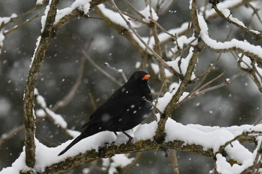 Amsel | © Wolf Hosbach