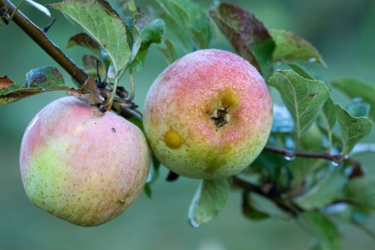Apfel | © Derer Frank
