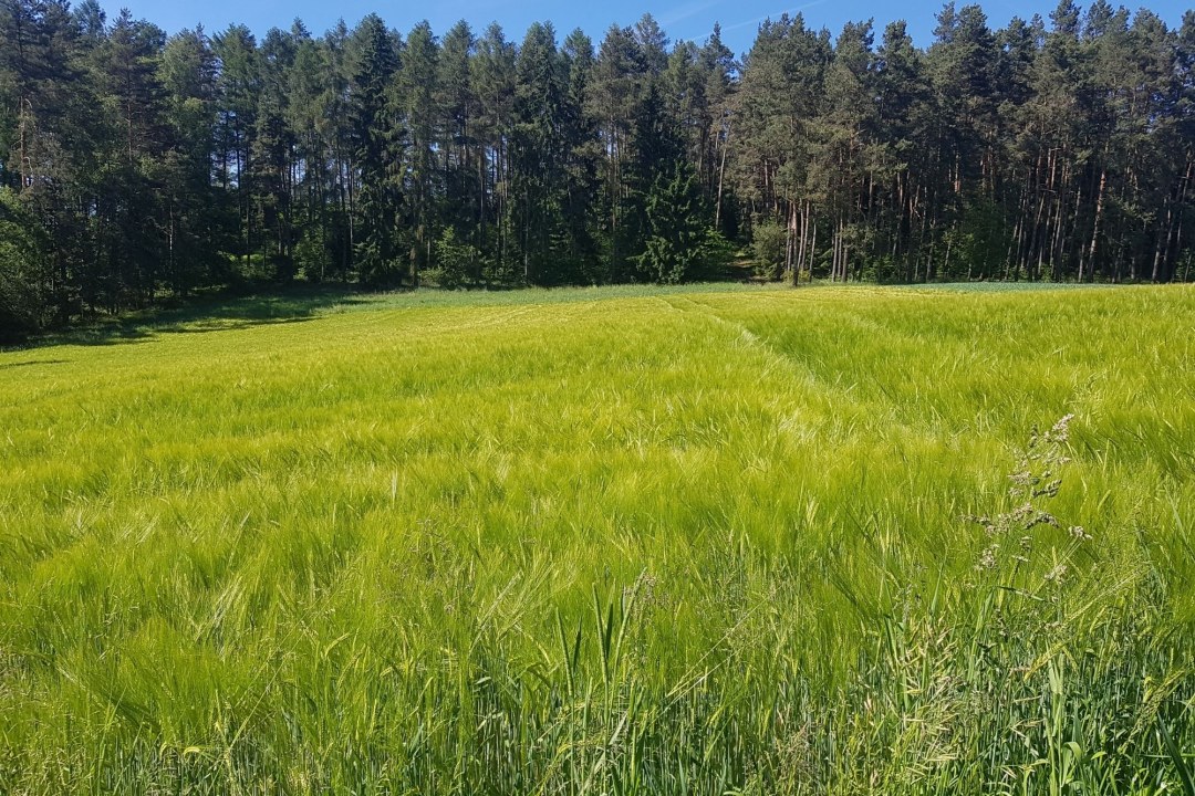 Ausgleichsfläche Gebenbach Negativbeispiel | © LBV