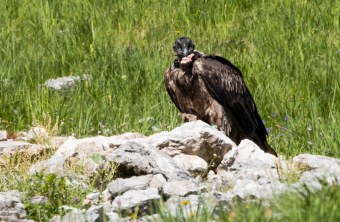 Bartgeier Dagmar nach dem ersten Ausflug | © Richard Straub
