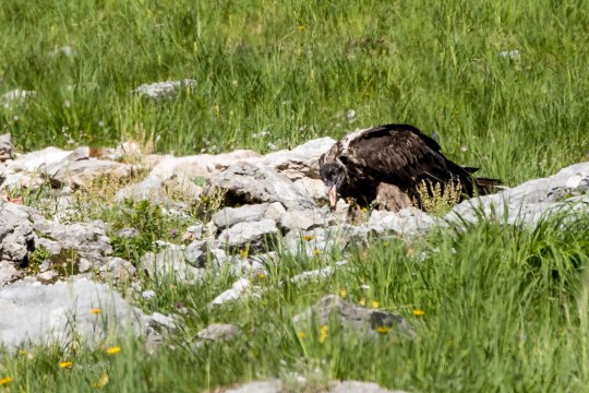 Bartgeier Dagmar nach dem ersten Ausflug | © Richard Straub
