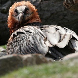Ein Bartgeier mit frisch eingefärbtem Gefieder sitzt auf Steinen | © Hans-Joachim Fünfstück