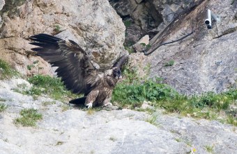 Bartgeier Sisi in der Nische mit ausgebreiteten Flügeln | © Richard Straub