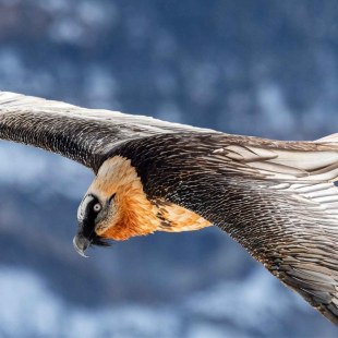 Bartgeier im Flug | © Hansruedi Weyrich