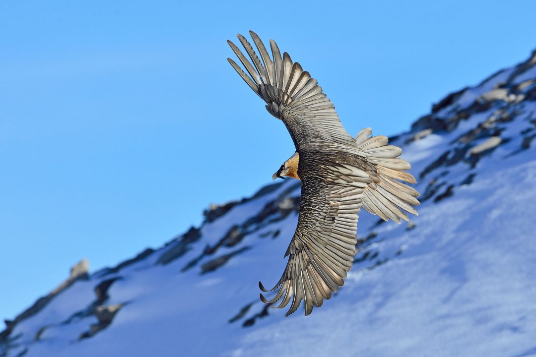 Adulter Bartgeier im Kurvenflug | © Hansruedi Weyrich