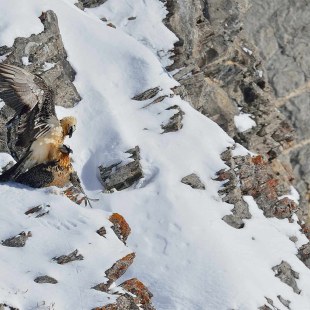 Bartgeierpaarung | © Hansruedi Weyrich