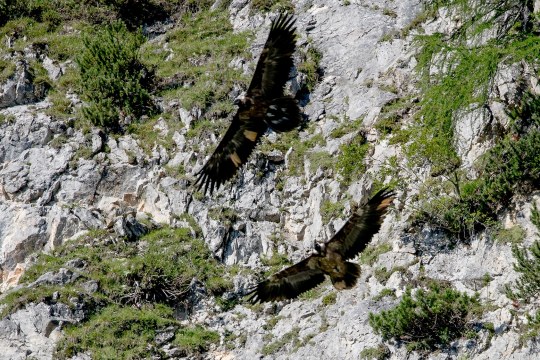Bavaria und Wally Flug | © Richard Straub