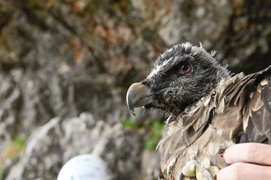 Bartgeier im Flug | © Hansruedi-Weyrich
