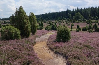 Besenheide | © Bernd Raab