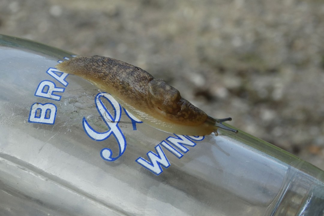 Bierschnegel auf einer Flasche | © Thomas Stahl