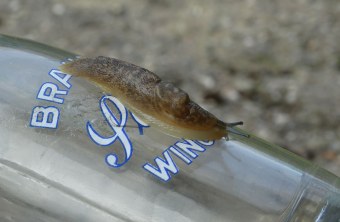Bierschnegel auf einer Flasche | © Thomas Stahl