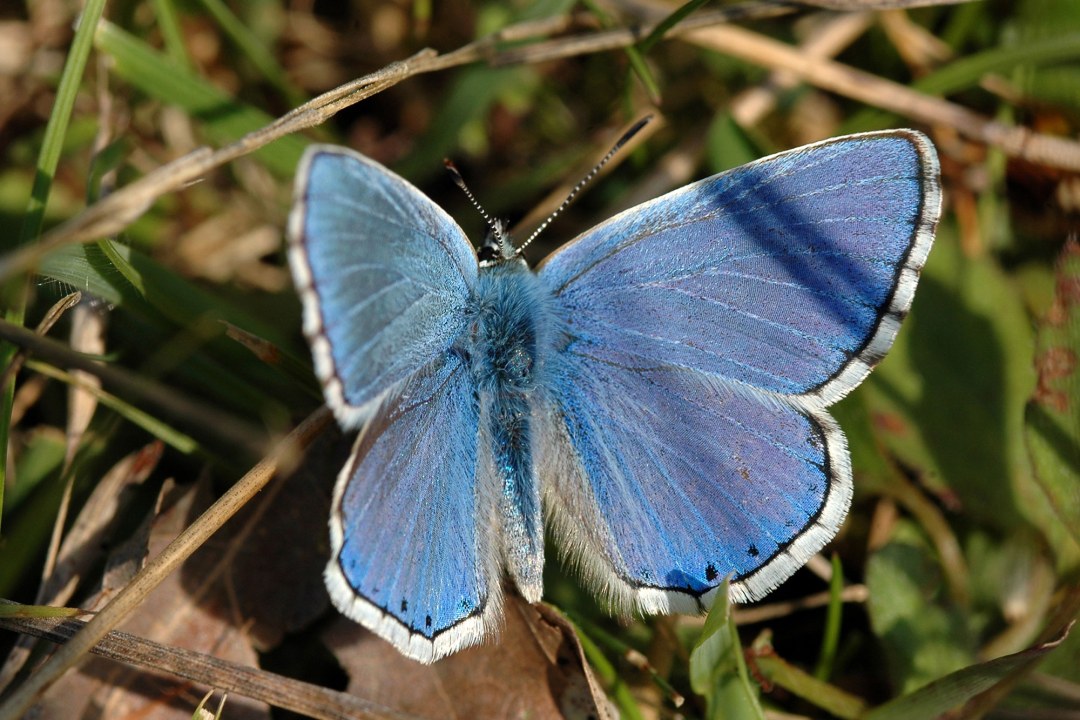 Bläuling | © Willi Kroll