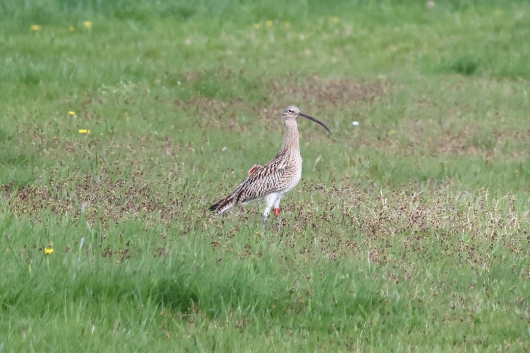 Ein großer Brachvogel steht auf einer grünen Wiese mit vereinzelten gelben Blumen, sein langer Schnabel ist deutlich sichtbar | © Florian Marchner
