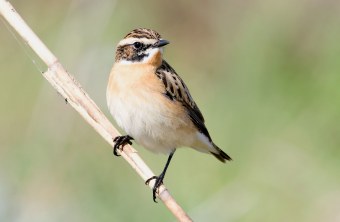 Braunkehlchen sitzt auf einem Ast | © Frank Derer