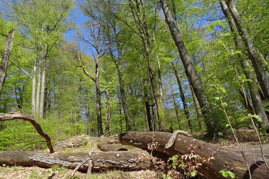 Ein grüner Buchenwald und mit Pilzen bewachsenes Totholz | © Dr. Christoph Moning