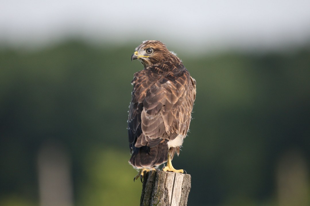 Mäusebussard auf Pfahl | © Zdenek Tunka