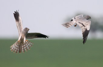 Wiesenweihe im Flug | © Zdenek Tunka