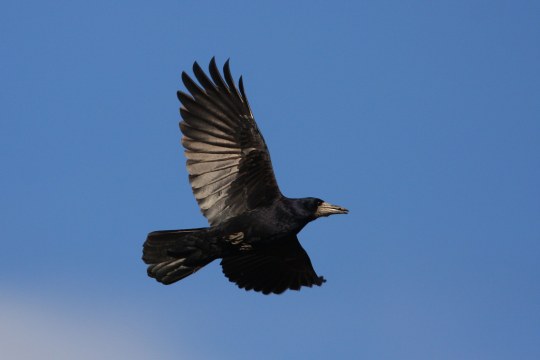 Saatkrähe im Flug am blauen Himmel | © Zdenek Tunka