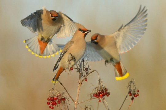 Drei Seidenschwänze an Beerenstrauch | © Andreas Richter