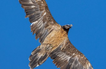 Dagmar in Grindelwald im April 24 | © speedyfoto.ch