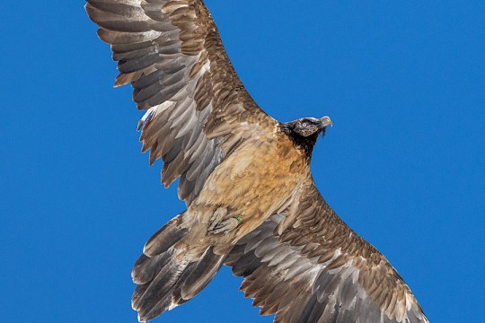 Dagmar in Grindelwald im April 24 | © speedyfoto.ch