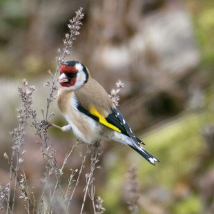 Stieglitz hängt mit seinen Füßen an sehr dünnen Sträuchern | © Oliver Wittig
