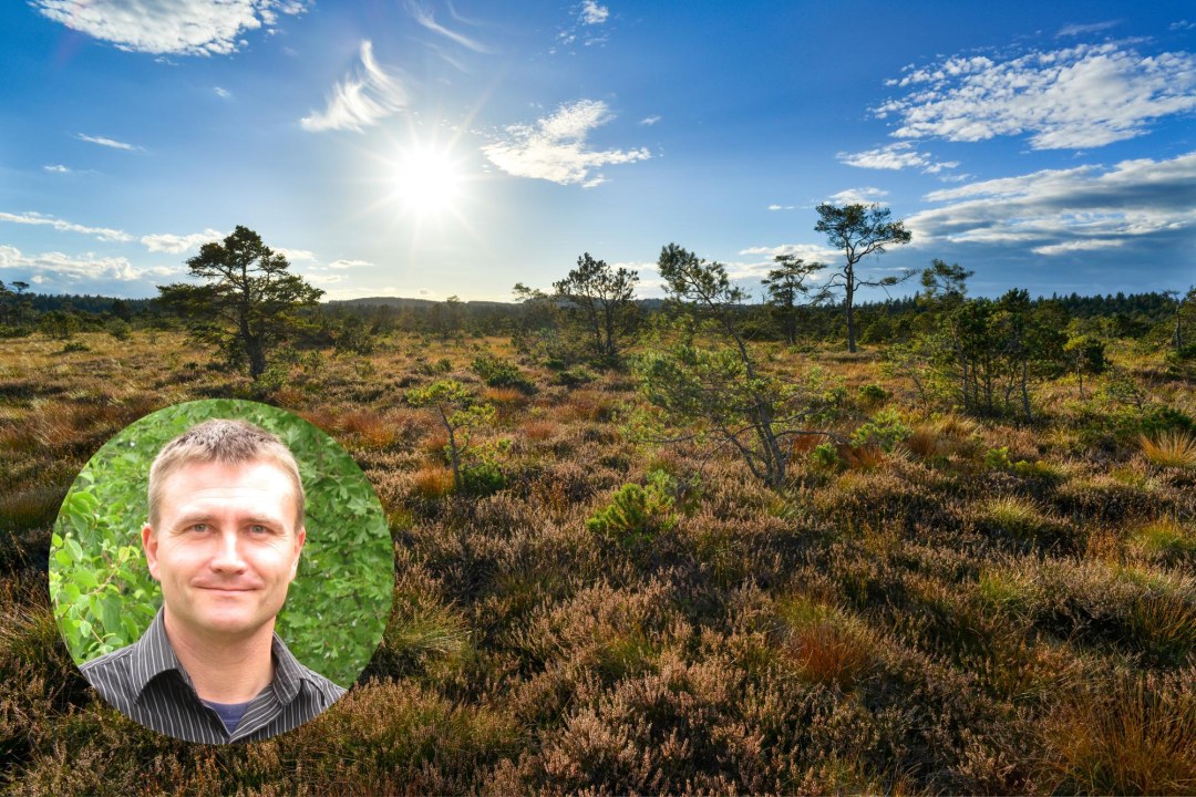 Moor | © Dr. Olaf Broders