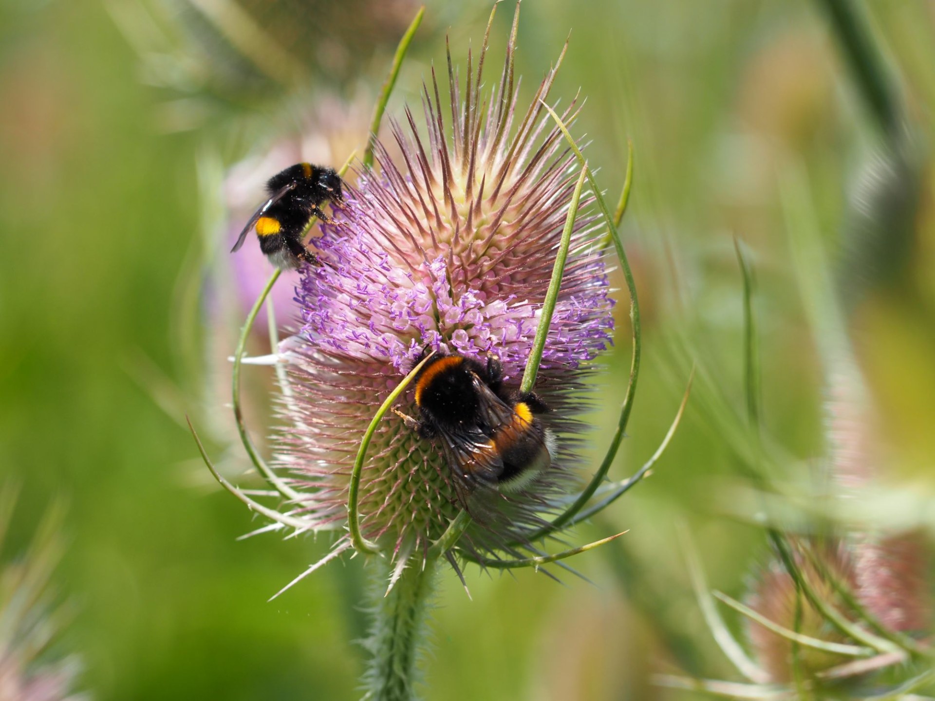 Zwei Dunkle Erdhummeln sammeln Nektar an einer blühenden Wilden Karde, unterstützt vom Landesbund für Vogel- und Naturschutz. | © Franziska Wenger - LBV Bildarchiv
