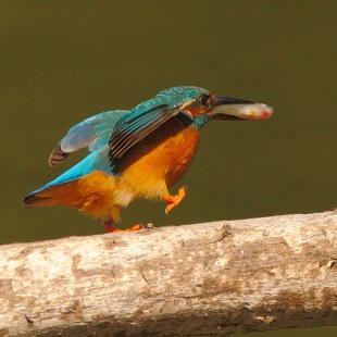 Eisvogel mit Nahrung läuft auf einem Stamm | © Alfed Voss