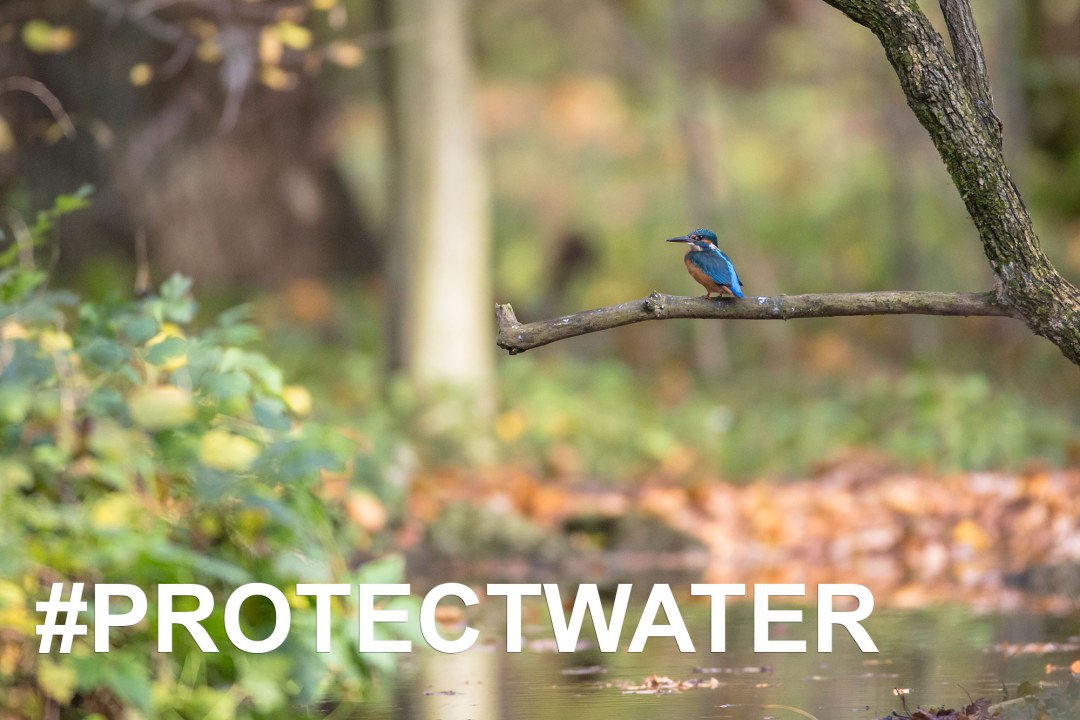 Eisvogel sitzt auf einem Ast, darunter steht #PROTECTWATER in großen Lettern | © Ralph Sturm