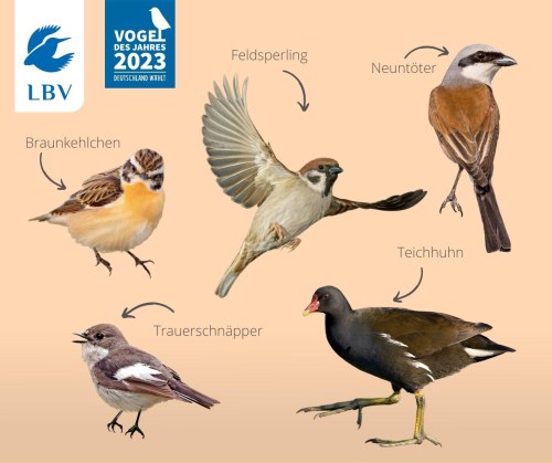 Fünf Vögel stehen zur Wahl | © M. König/Naturfotografen-Forum, M. Graul/stock.adobe.com, NABU/M. Schäf, NABU/W. Rolfes, B. Trapp/stock.adobe.com