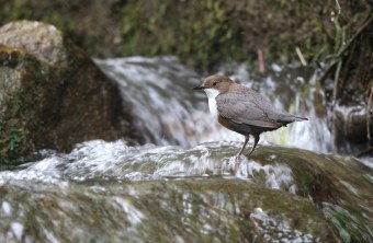 Wasseramsel | © Dieter Hopf