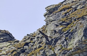 Sisi in den Hohen Tauern | © Markus Leitner