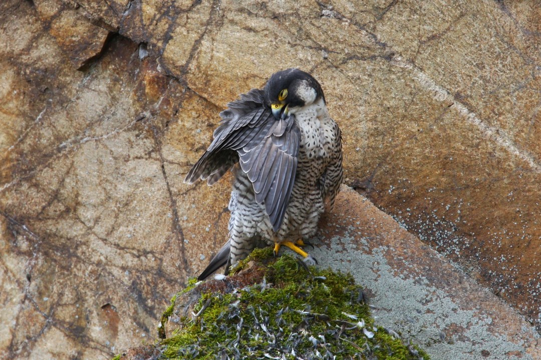 Wanderfalke | © Zdenek Tunka