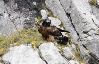 Unbekannter Junggeier | © Christian Steiger