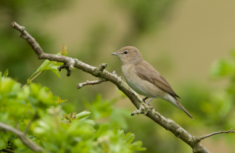 Gartengrasmücke im Profil auf einem Ast sitzend | © Rosl Roessner