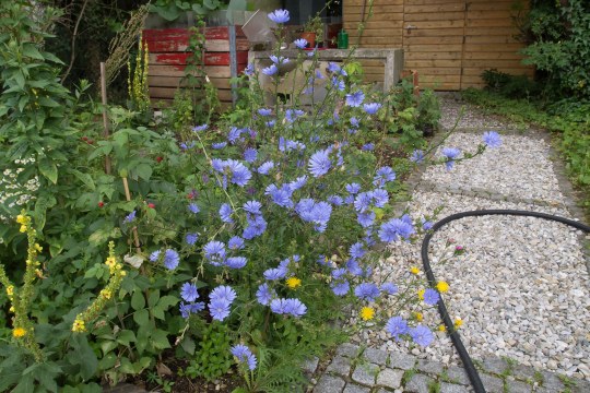 Gemeine Wegwarte | © Oliver Wittig