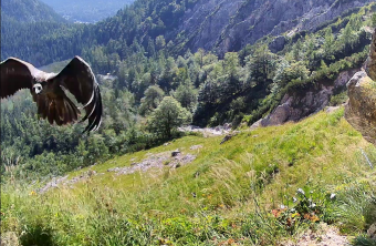 Generl im Anflug in die Nische 2024 | © LBV-NPV-Bartgeierwebcam