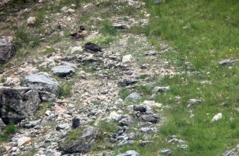Generl und der fremde Bartgeier am 10.07.25 | © Matthias Feldhoff