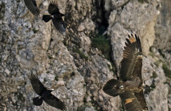 Generl wird von Kolkraben verfolgt | © Markus Leitner