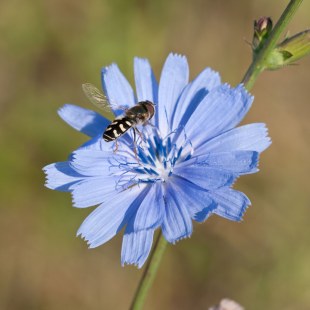 Gewöhnliche Wegwarte - Cichorium-intybus | © T. Dürst