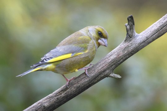 Grünfink auf einem Ast | © Reinhold Peisker