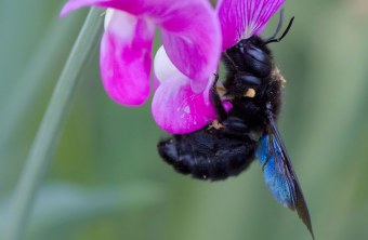 Grosse Holzbiene an einer Blüte | © Markus Glässel