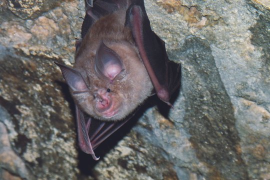 Große Hufeisennase in der Wochenstube| © R.Leitl