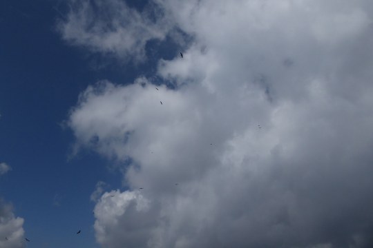 Gruppe von Gänsegeiern am Himmel in den Allgäuer Hochalpen | © Stefan Salgar