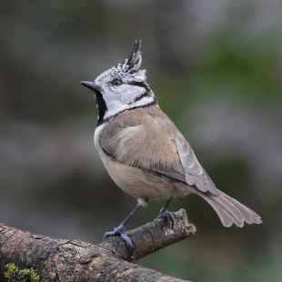 Haubenmeise auf einem Ast | © Reinhold Peisker